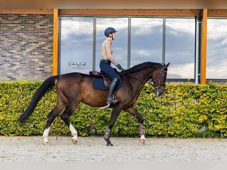 Belgisches Warmblut Wallach 16 Jahre Brauner in Barneveld