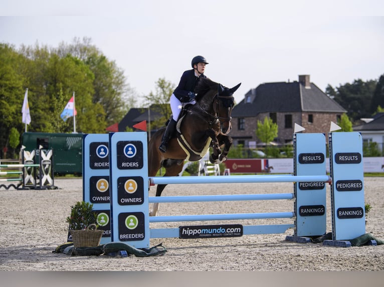Belgisches Warmblut Wallach 16 Jahre Brauner in Barneveld