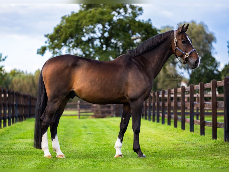 Belgisches Warmblut Wallach 16 Jahre Brauner in Barneveld