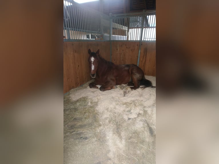 Belgisches Warmblut Wallach 17 Jahre 160 cm Dunkelfuchs in Kümmertshausen