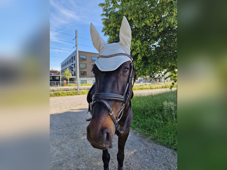 Belgisches Warmblut Wallach 17 Jahre 165 cm Dunkelbrauner in Biberist