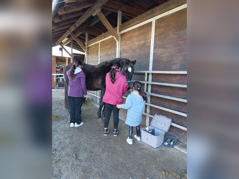 Belgisches Warmblut Wallach 17 Jahre 165 cm Dunkelbrauner in Biberist