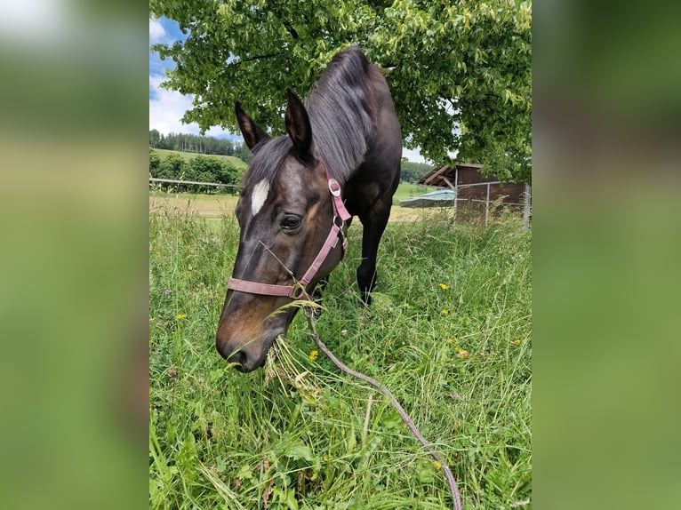 Belgisches Warmblut Wallach 17 Jahre 165 cm Dunkelbrauner in Biberist