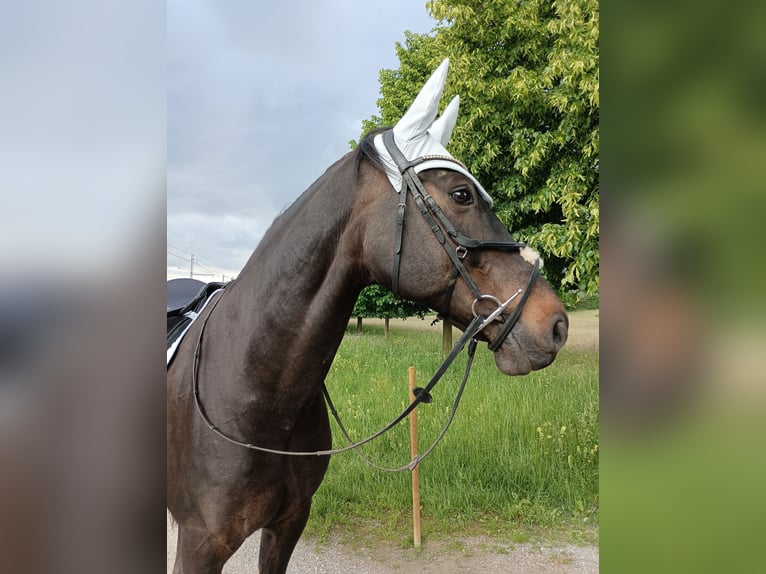 Belgisches Warmblut Wallach 17 Jahre 165 cm Dunkelbrauner in Biberist