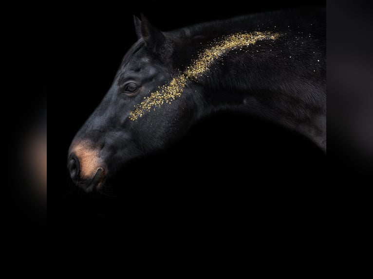 Belgisches Warmblut Wallach 17 Jahre 169 cm Schwarzbrauner in Graben-Neudorf