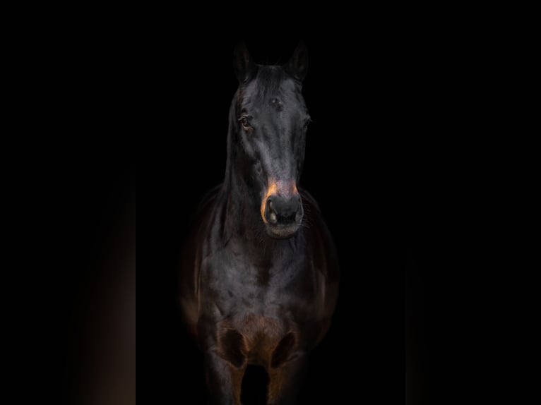 Belgisches Warmblut Wallach 17 Jahre 170 cm Schwarzbrauner in Graben-Neudorf