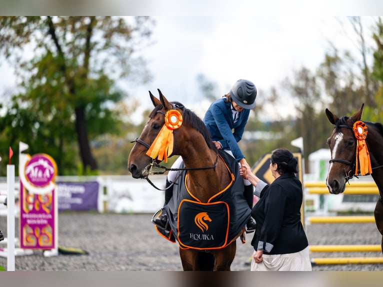 Belgisches Warmblut Wallach 17 Jahre 173 cm Dunkelbrauner in Czechowice-Dziedzice