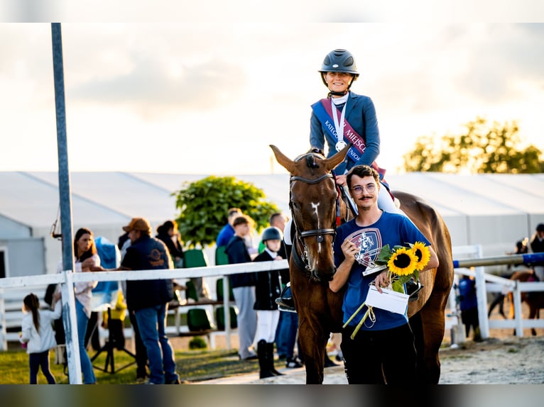 Belgisches Warmblut Wallach 17 Jahre 173 cm Dunkelbrauner in Czechowice-Dziedzice