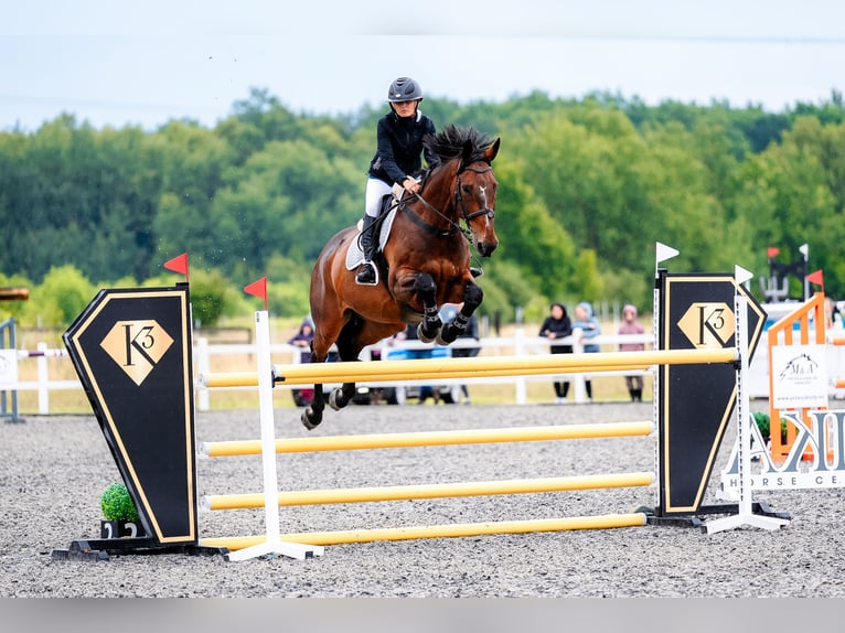 Belgisches Warmblut Wallach 17 Jahre 173 cm Dunkelbrauner in Czechowice-Dziedzice