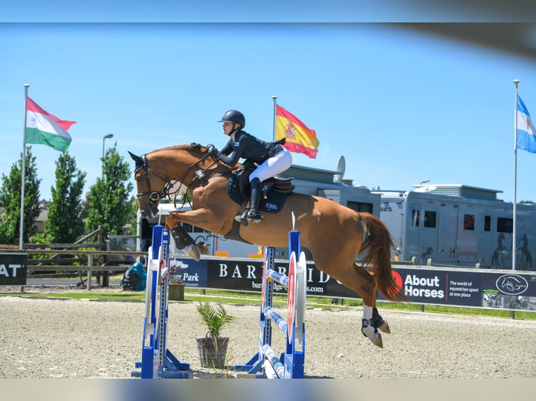 Belgisches Warmblut Wallach 17 Jahre 175 cm Dunkelfuchs in Koski Tl