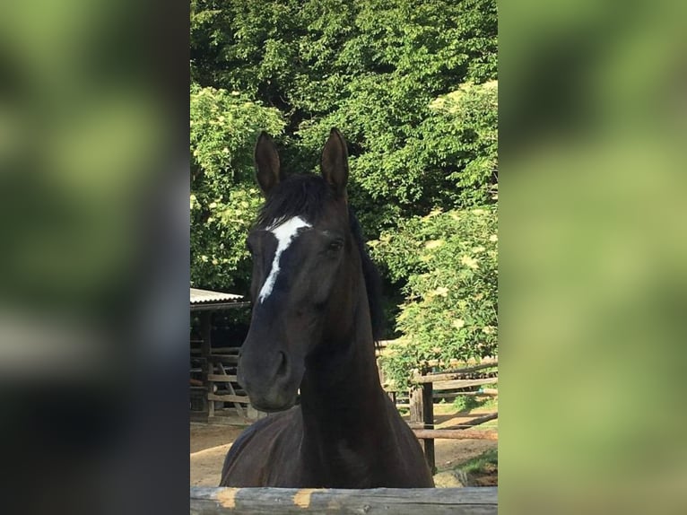 Belgisches Warmblut Wallach 18 Jahre 164 cm Rappe in Glash&#xFC;tten bei Langeck im Burgenland