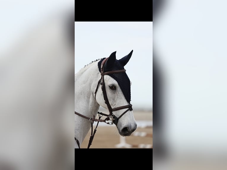 Belgisches Warmblut Wallach 18 Jahre 172 cm Schimmel in Herenthout