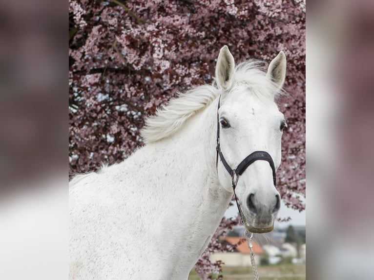 Belgisches Warmblut Wallach 18 Jahre 180 cm Schimmel in Jakobsweiler