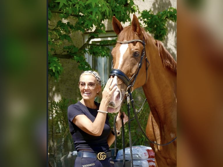 Belgisches Warmblut Wallach 18 Jahre 182 cm Fuchs in Bündee