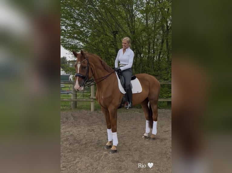 Belgisches Warmblut Wallach 18 Jahre 182 cm Fuchs in Bündee