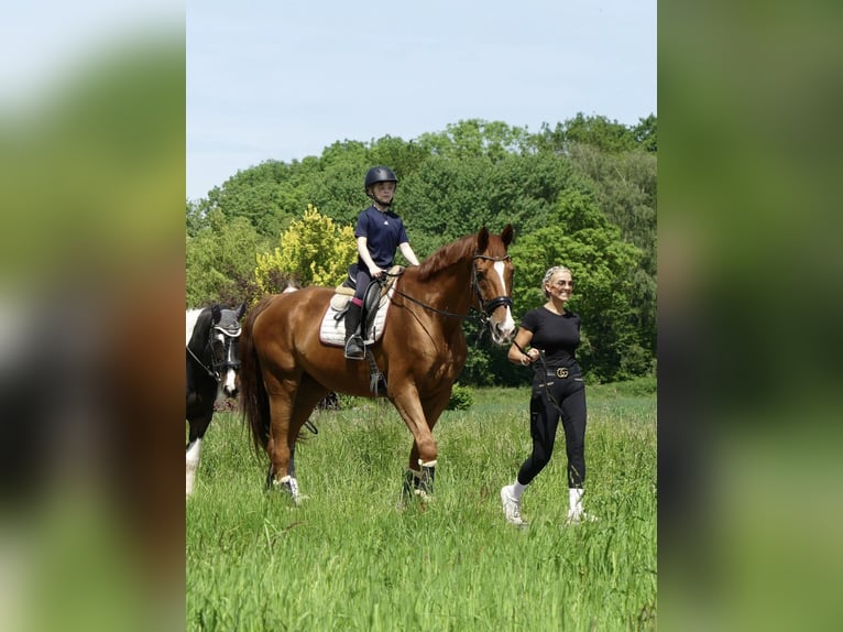 Belgisches Warmblut Wallach 18 Jahre 182 cm Fuchs in Bündee