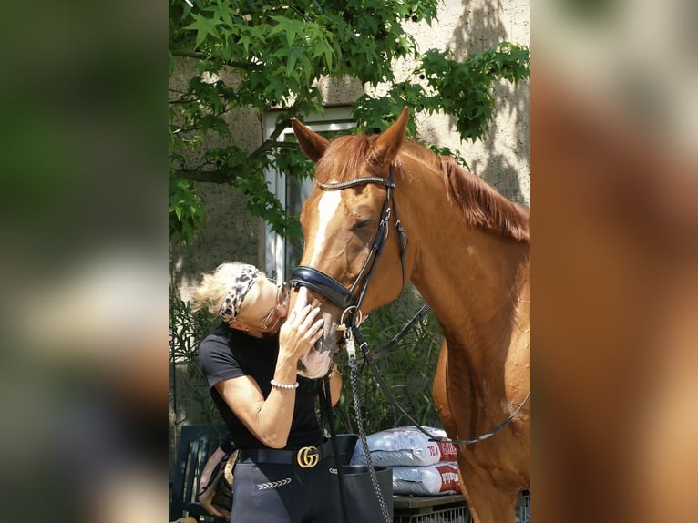 Belgisches Warmblut Wallach 18 Jahre 182 cm Fuchs in Bündee
