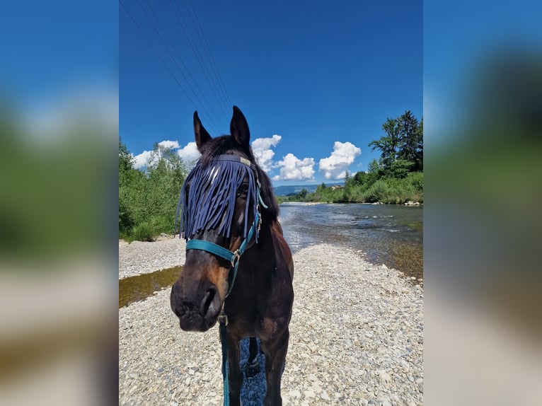 Belgisches Warmblut Wallach 19 Jahre 165 cm Schwarzbrauner in Lohn-Ammannsegg