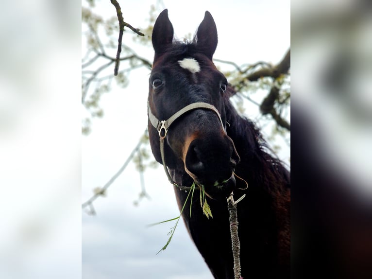 Belgisches Warmblut Wallach 19 Jahre 165 cm Schwarzbrauner in Lohn-Ammannsegg
