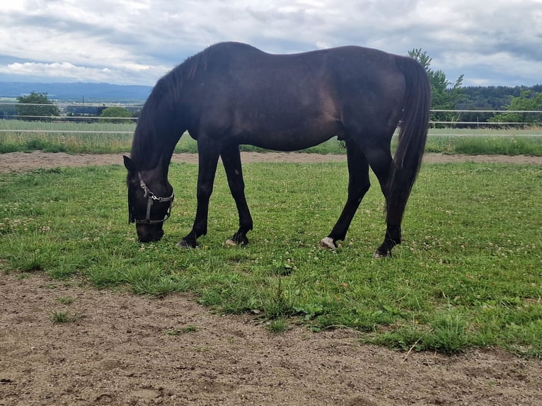 Belgisches Warmblut Wallach 19 Jahre 165 cm Schwarzbrauner in Lohn-Ammannsegg
