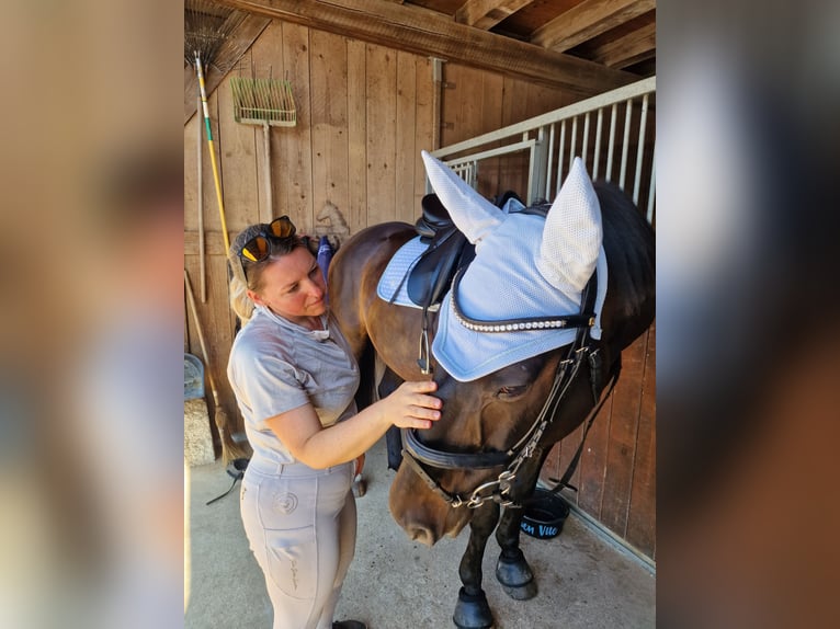 Belgisches Warmblut Wallach 19 Jahre 165 cm Schwarzbrauner in Lohn-Ammannsegg