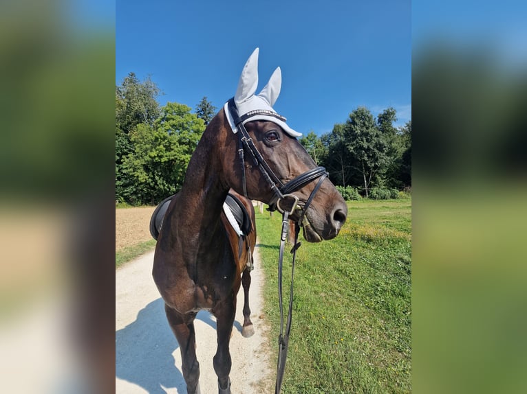 Belgisches Warmblut Wallach 19 Jahre 165 cm Schwarzbrauner in Lohn-Ammannsegg