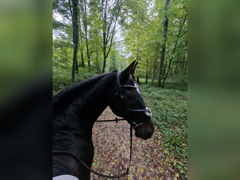 Belgisches Warmblut Wallach 19 Jahre 165 cm Schwarzbrauner in Lohn-Ammannsegg