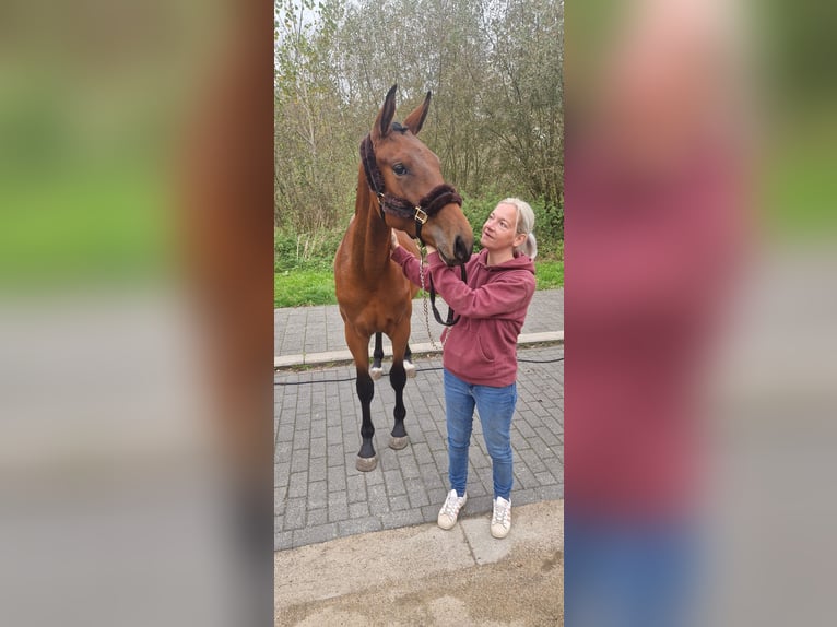 Belgisches Warmblut Wallach 1 Jahr 170 cm Brauner in Kalfort