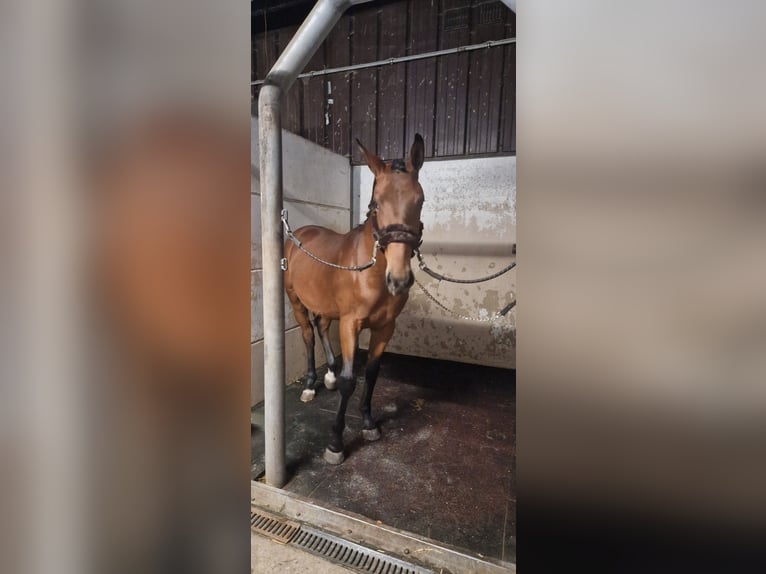 Belgisches Warmblut Wallach 1 Jahr 170 cm Brauner in Kalfort