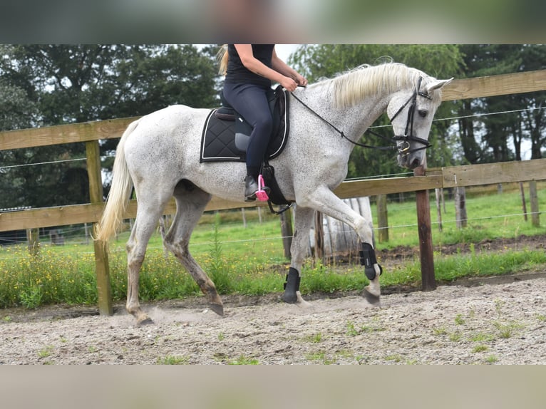 Belgisches Warmblut Wallach 21 Jahre 168 cm Schimmel in Achtmaal