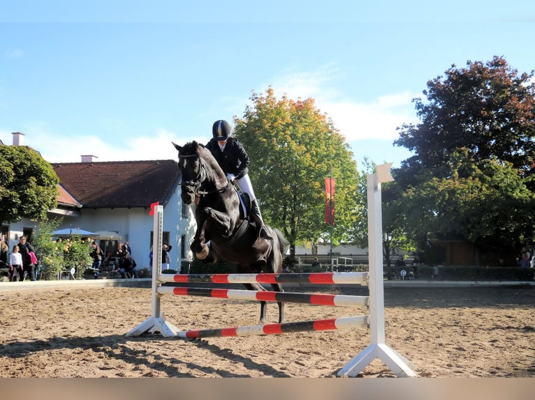 Belgisches Warmblut Wallach 22 Jahre 163 cm Rappe in Neunkirchen