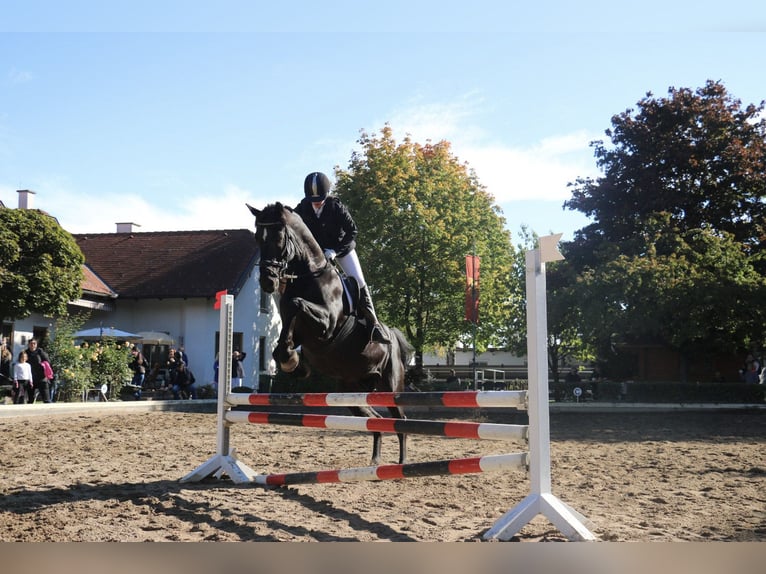 Belgisches Warmblut Wallach 22 Jahre 163 cm Rappe in Neunkirchen