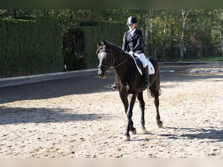 Belgisches Warmblut Wallach 22 Jahre 163 cm Rappe in Neunkirchen