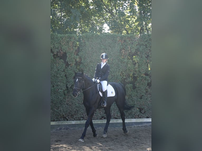 Belgisches Warmblut Wallach 22 Jahre 163 cm Rappe in Neunkirchen