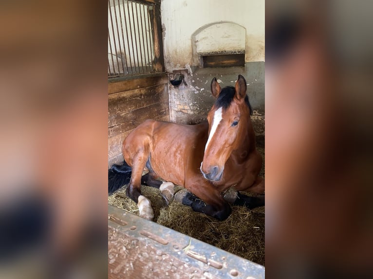 Belgisches Warmblut Wallach 26 Jahre 175 cm Fuchs in Baar