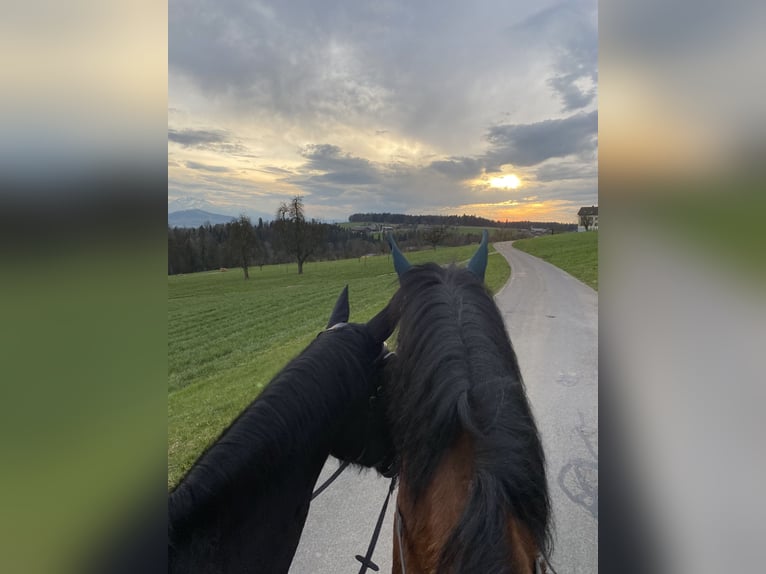 Belgisches Warmblut Wallach 26 Jahre 175 cm Fuchs in Baar