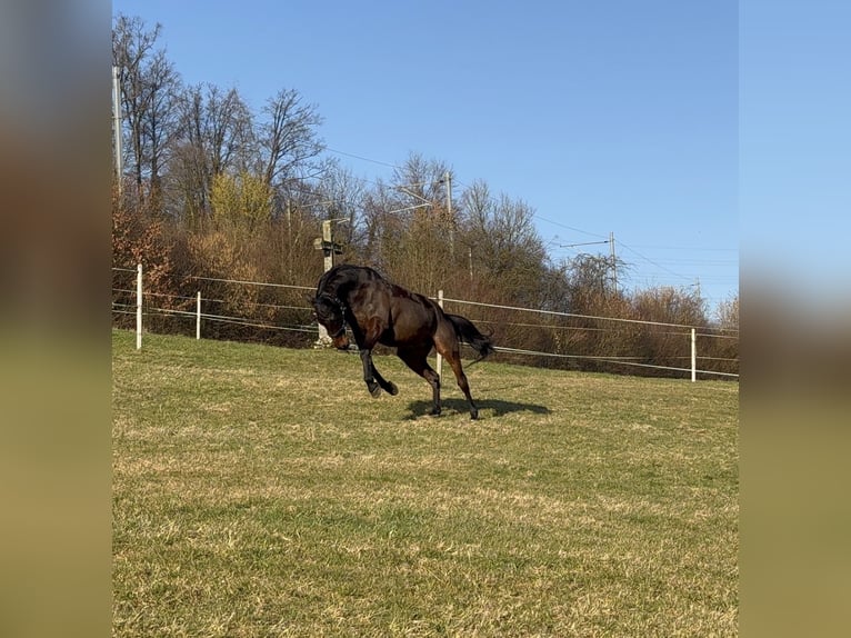 Belgisches Warmblut Wallach 26 Jahre 175 cm Fuchs in Baar