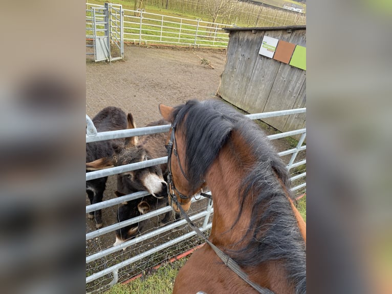 Belgisches Warmblut Wallach 26 Jahre 175 cm Fuchs in Baar