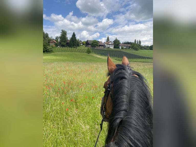 Belgisches Warmblut Wallach 26 Jahre 175 cm Fuchs in Baar