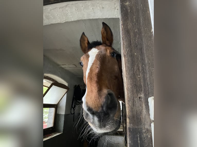 Belgisches Warmblut Wallach 26 Jahre 175 cm Fuchs in Baar