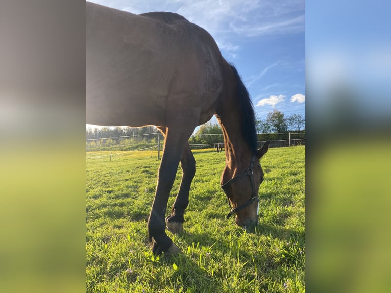 Belgisches Warmblut Wallach 26 Jahre 175 cm Fuchs in Baar