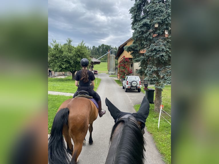 Belgisches Warmblut Wallach 26 Jahre 175 cm Fuchs in Baar