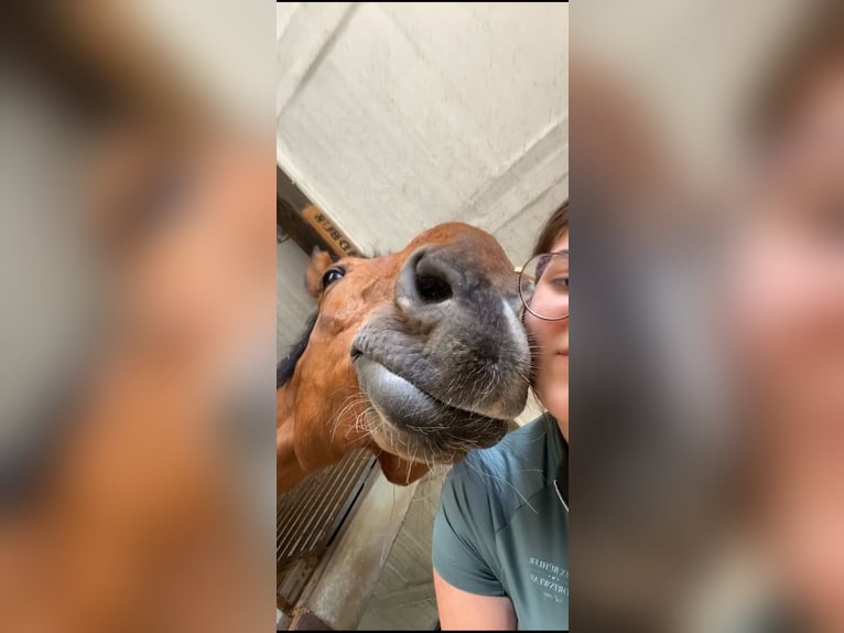 Belgisches Warmblut Wallach 26 Jahre 175 cm Fuchs in Baar