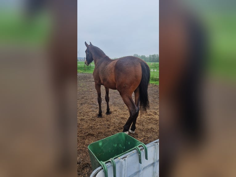 Belgisches Warmblut Wallach 2 Jahre 157 cm Brauner in Liezele