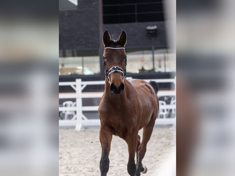 Belgisches Warmblut Wallach 2 Jahre 157 cm Brauner in Liezele