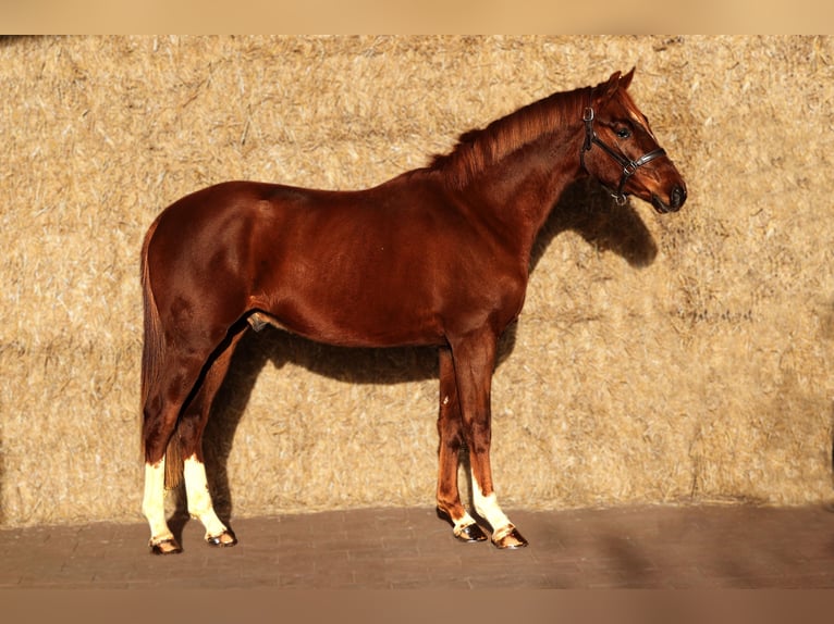 Belgisches Warmblut Wallach 2 Jahre 162 cm Dunkelfuchs in Moergestel