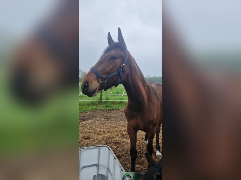 Belgisches Warmblut Wallach 2 Jahre 163 cm Brauner in Liezele