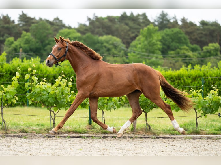 Belgisches Warmblut Wallach 2 Jahre 165 cm Fuchs in Maldegem