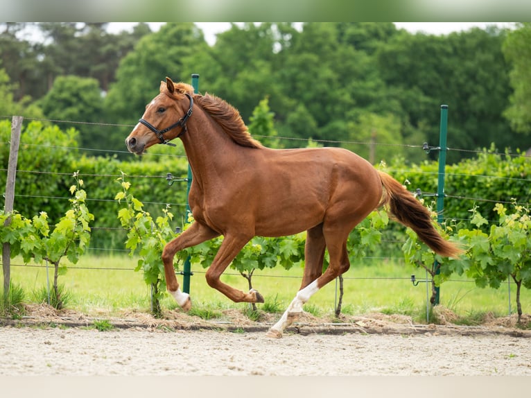 Belgisches Warmblut Wallach 2 Jahre 165 cm Fuchs in Maldegem