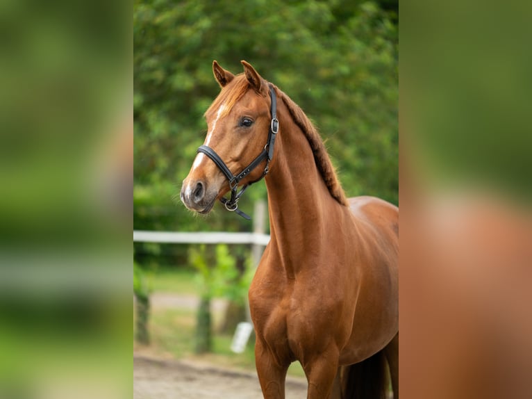 Belgisches Warmblut Wallach 2 Jahre 165 cm Fuchs in Maldegem